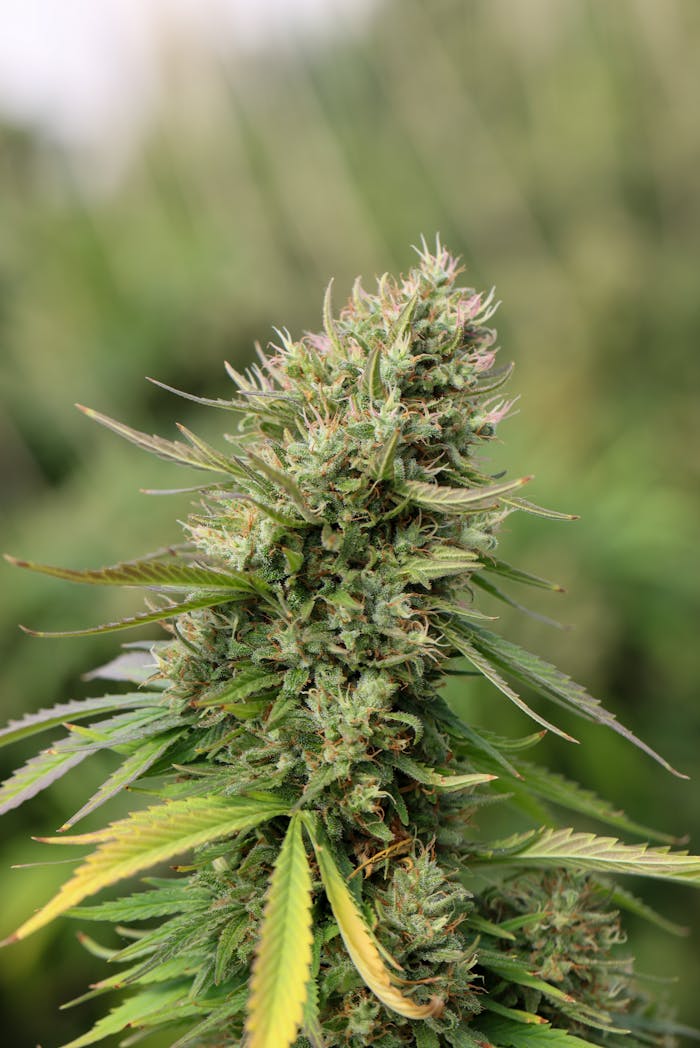 Detailed view of a mature cannabis plant showcasing lush, green buds and leaves outdoors.