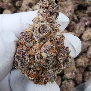 Buy Tropicana Cookies THCa Flower Wholesale - Premium Bulk Cannabis.