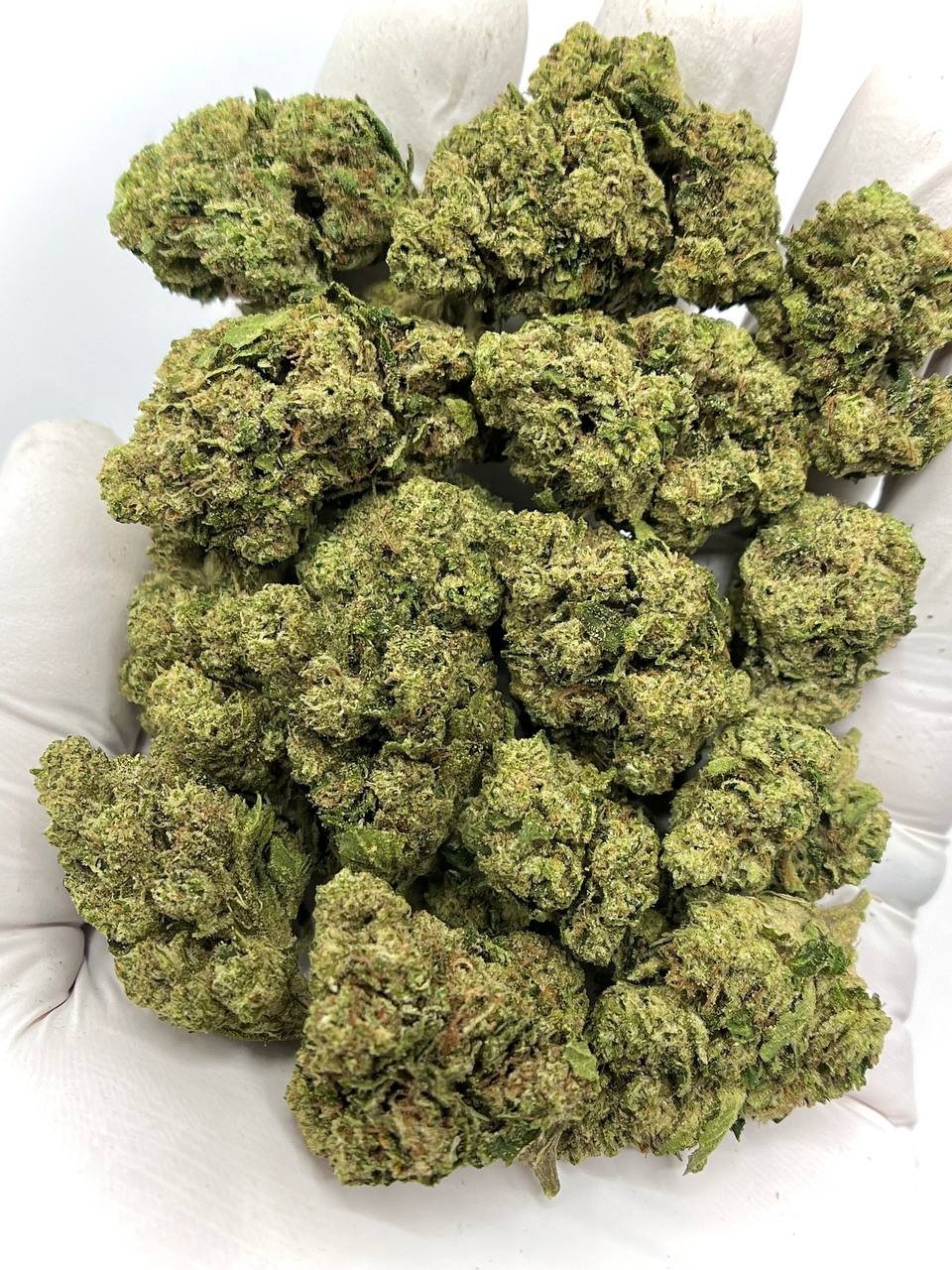 Platinum OG THCa Flower 1 Platinum OG THCa Flower – Premium Bulk Wholesale Cannabis