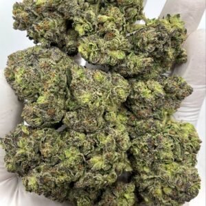 Buy Amnesia Haze THCa Flower Wholesale - Premium Bulk Cannabis