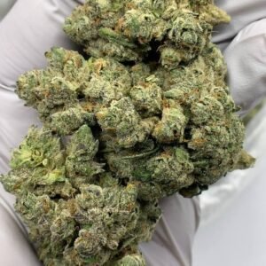 Candy Gelato THCa Flower Wholesale - Premium Bulk Cannabis