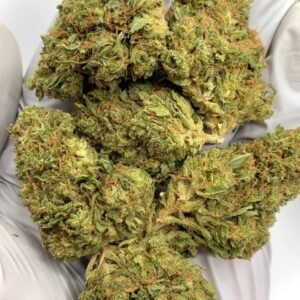 Secret Cookies THCa Flower – Premium Cannabis Strain for Wholesale Buyers