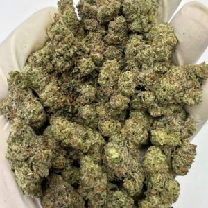 Bulk Nilla Waferez THCa flower with dense trichomes and creamy vanilla aroma