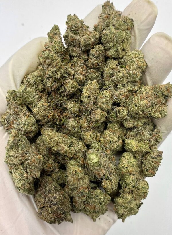 Bulk Nilla Waferez THCa flower with dense trichomes and creamy vanilla aroma