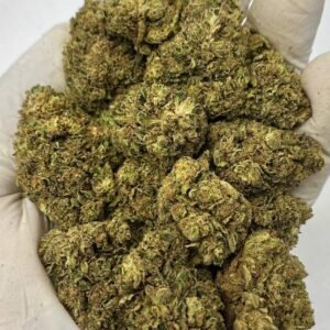 Close-up of Acapulco Haze THCa Flower buds showcasing vibrant trichomes