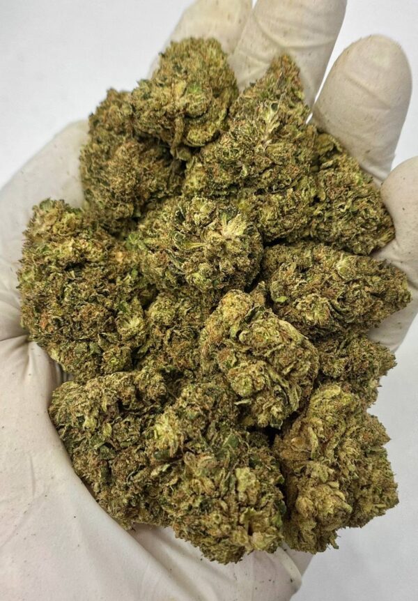 Close-up of Acapulco Haze THCa Flower buds showcasing vibrant trichomes