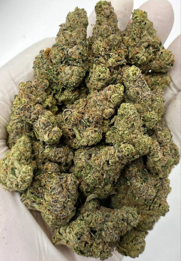 Tangerine Dream THCa flower buds in bulk packaging with citrus aroma profile