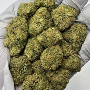 Gelato THCa Flower frosty purple buds with creamy-orange hairs
