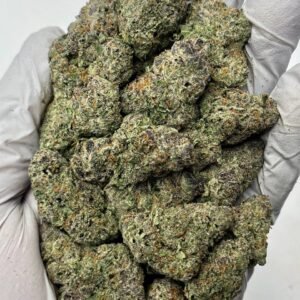 Tropicana Gelato THCa Flower purple buds with orange pistils