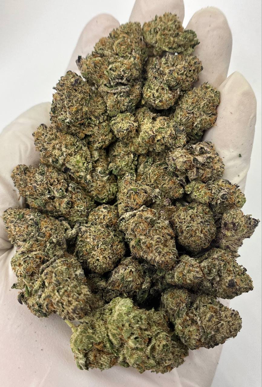 Super Lemon Haze THCa Flower 1 Super Lemon Haze THCa Flower Close-Up – Citrusy Sativa for Wholesale