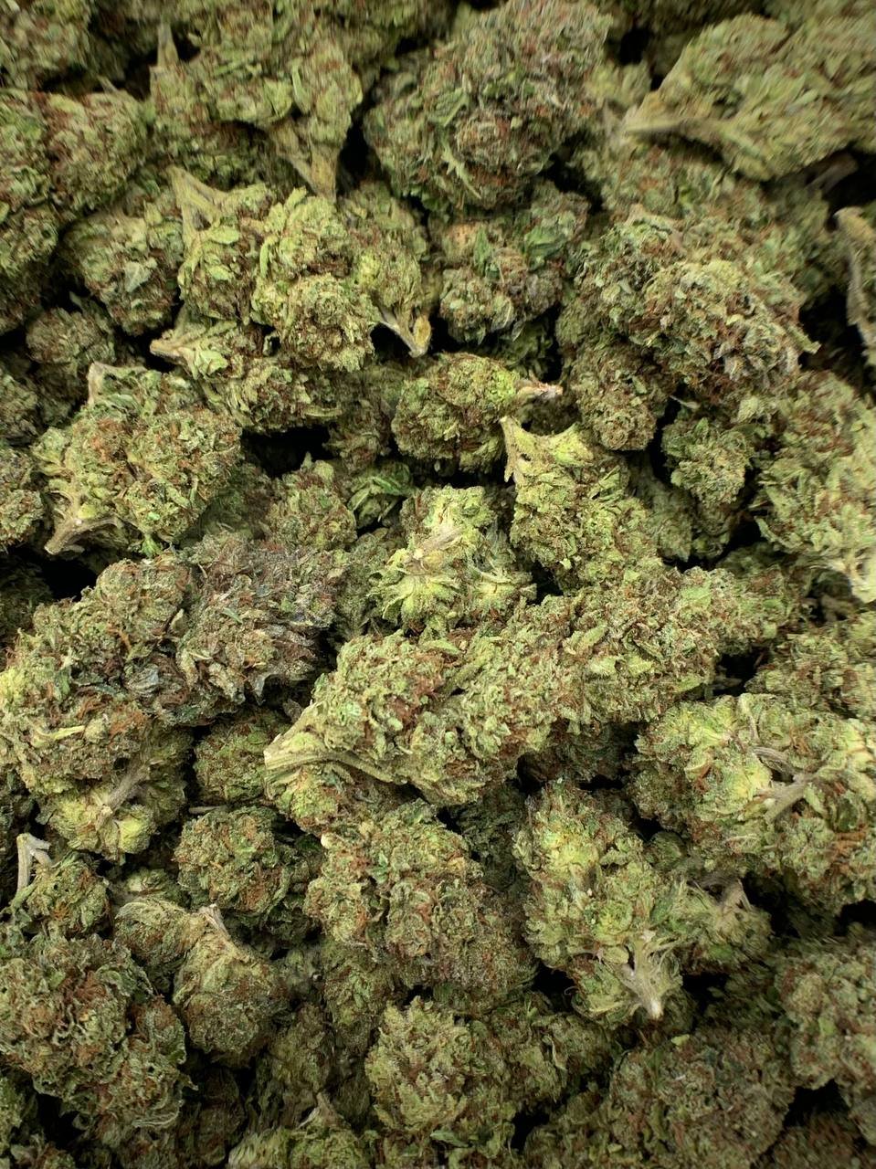 RS11 THCa Flower 2 Bulk RS11 THCa Flower – Premium Hybrid Cannabis for Wholesale