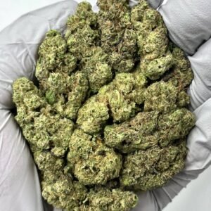 Governmint Oasis THCa Flower wholesale bulk strain with frosty buds