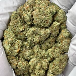 Premium Cheetah Piss THCa flower buds in bulk, showcasing dense trichomes and exotic green-purple coloration for wholesale buyers.