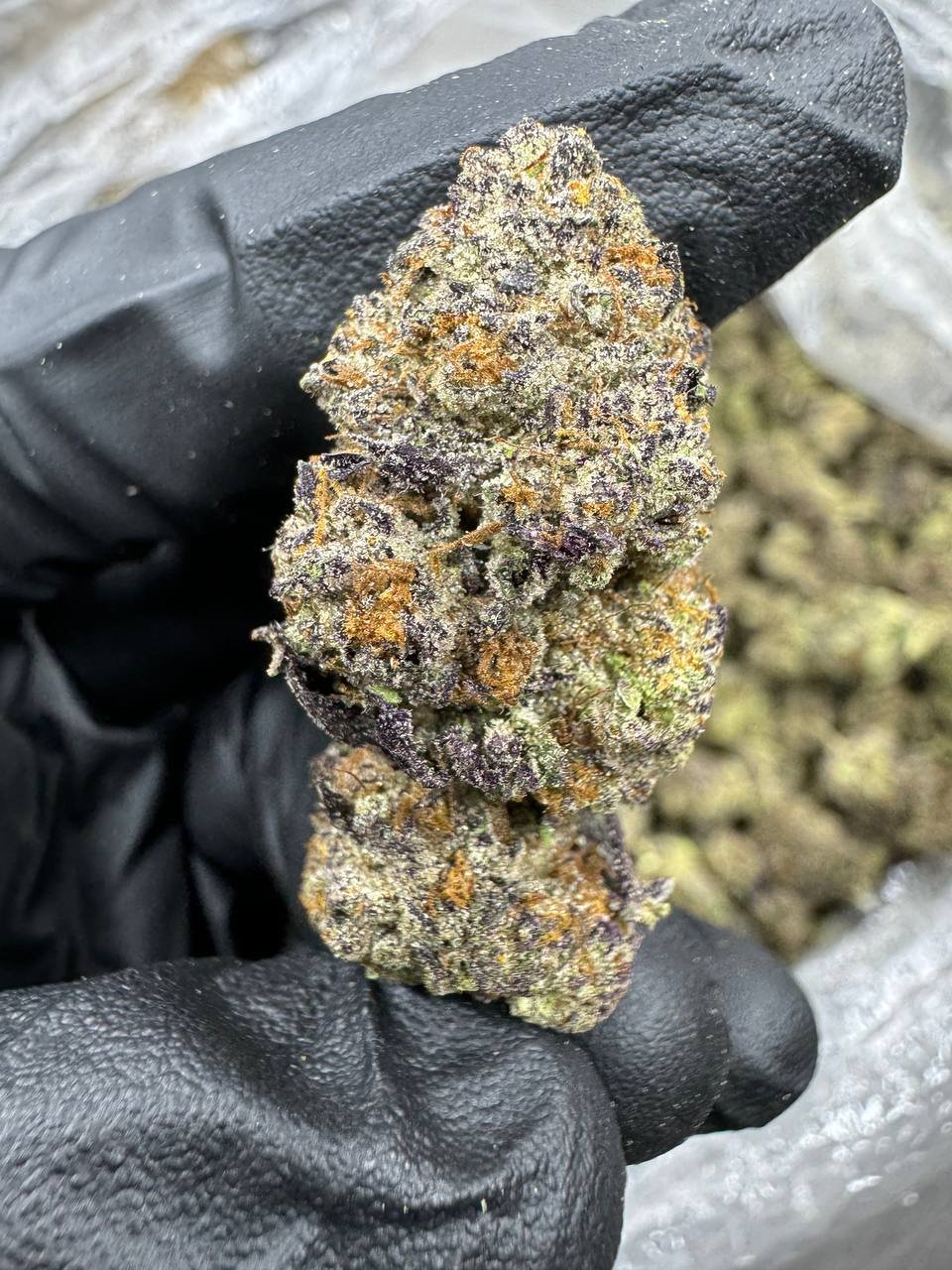 Gaz Money – Bulk THCA Flower 1 Gaz Money – Bulk THCA Flower