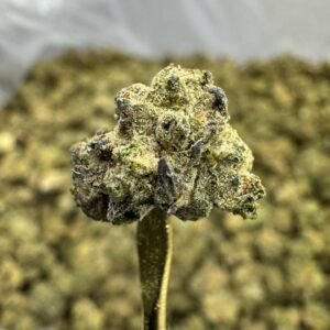 Animal Mintz – Bulk THCA Flower (Sungrown Pounds)