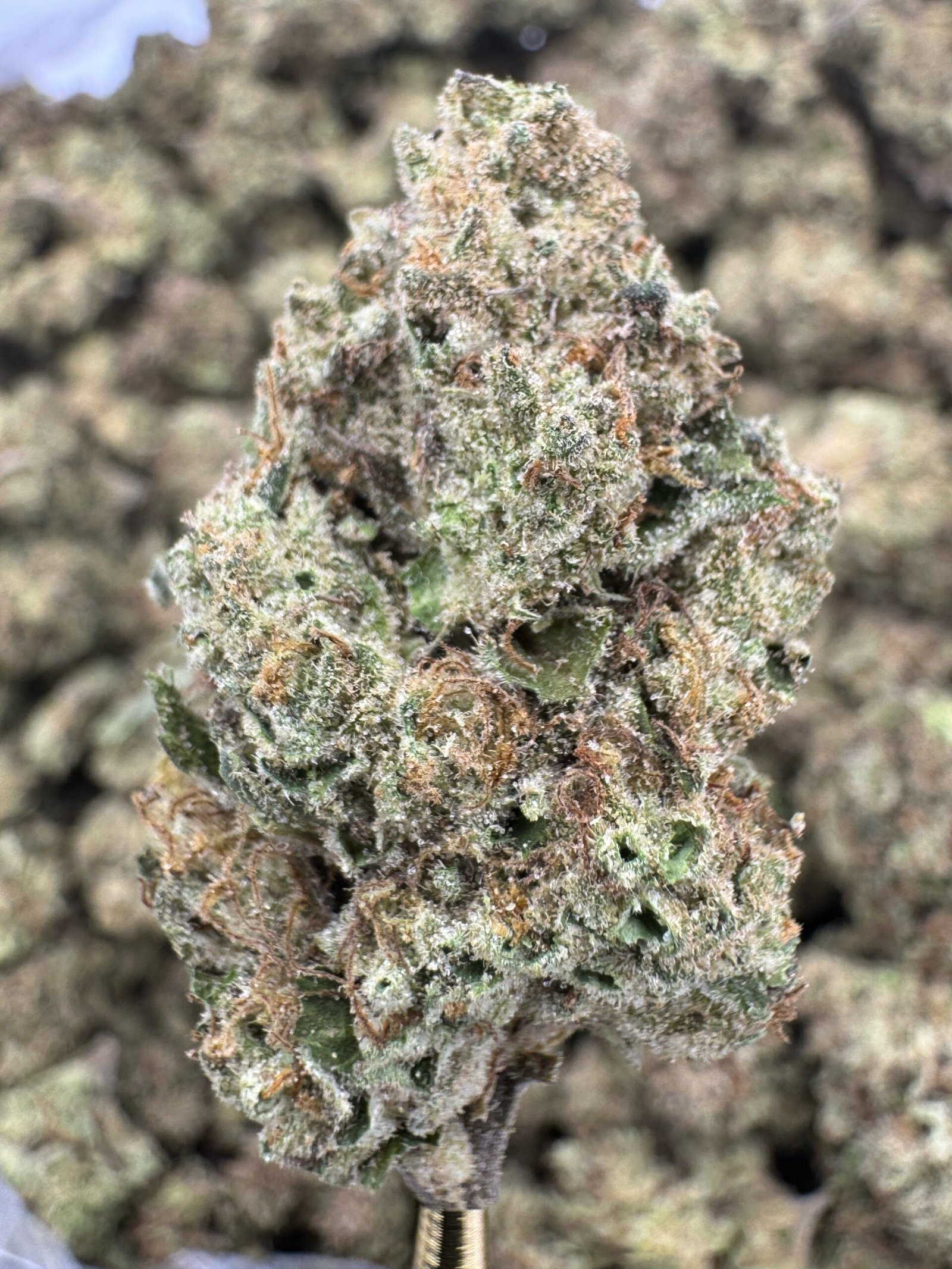 Apples and Bananas – Bulk THCA Flower (Greenhouse Pounds) 1 Apples and Bananas – Bulk THCA Flower (Greenhouse Pounds)