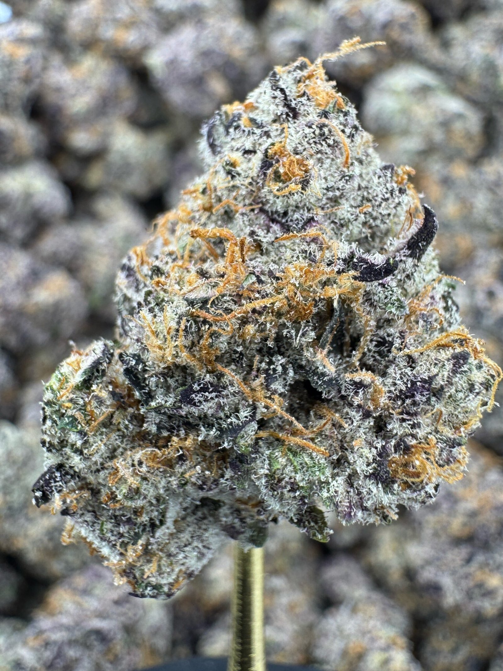 Blue Diamond X White Runtz – Bulk THCA Badder 1 Blue Diamond X White Runtz – Bulk THCA Badder