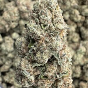 Blueberry Muffins – Bulk THCA Flower (Indoor Pounds)