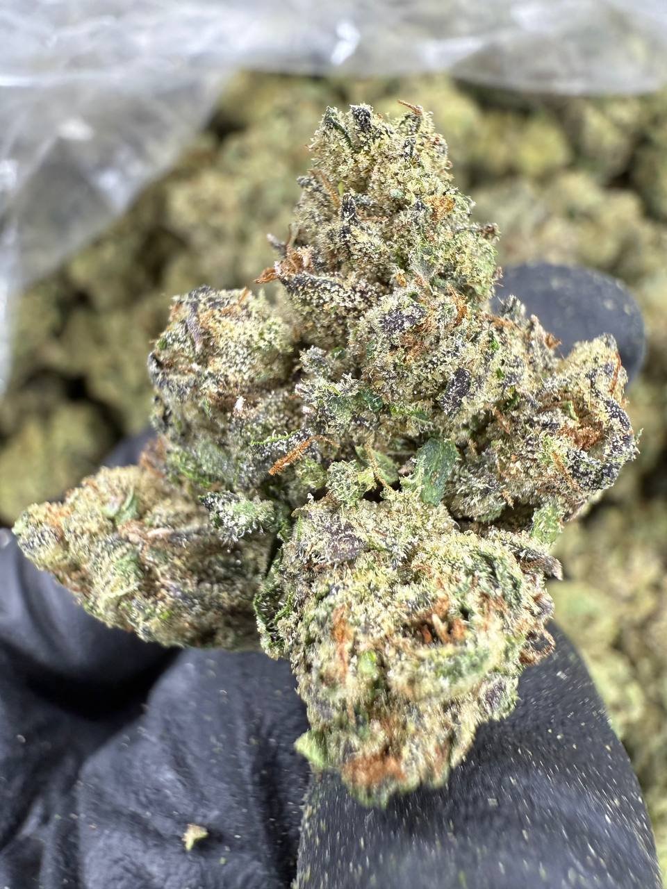 Candy Gas – Bulk THCA Flower 1 Candy Gas – Bulk THCA Flower