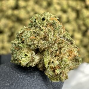 Cereal Milk – Bulk THCA Flower (Sungrown Pounds)