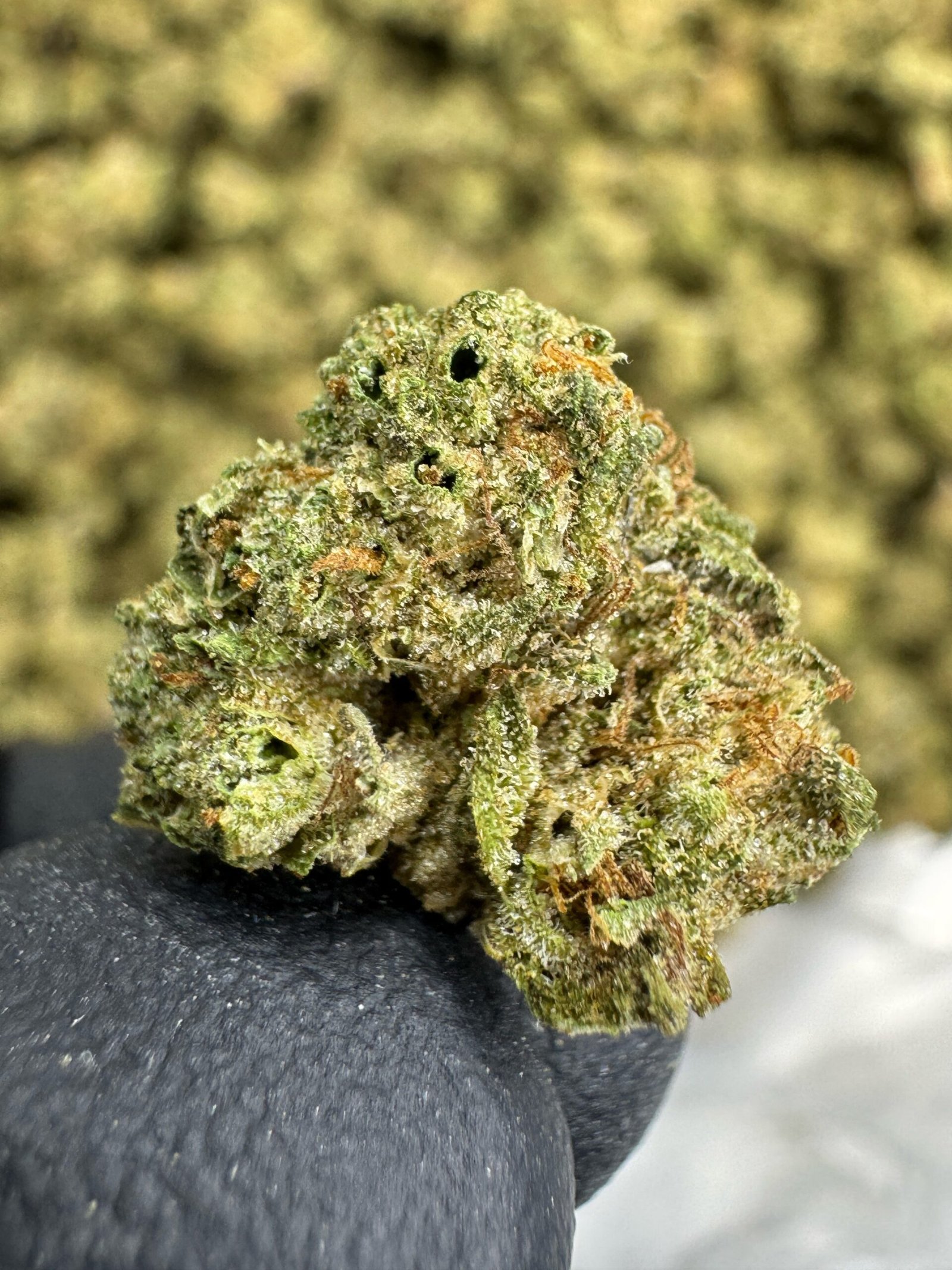 Cereal Milk – Bulk THCA Flower (Sungrown Pounds) 1 Cereal Milk – Bulk THCA Flower (Sungrown Pounds)