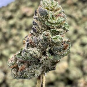 Cereal Milk – Bulk THCA Flower (Indoor Pounds)