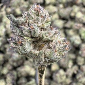 Cereal Milk – Bulk THCA Flower (Greenhouse Pounds)