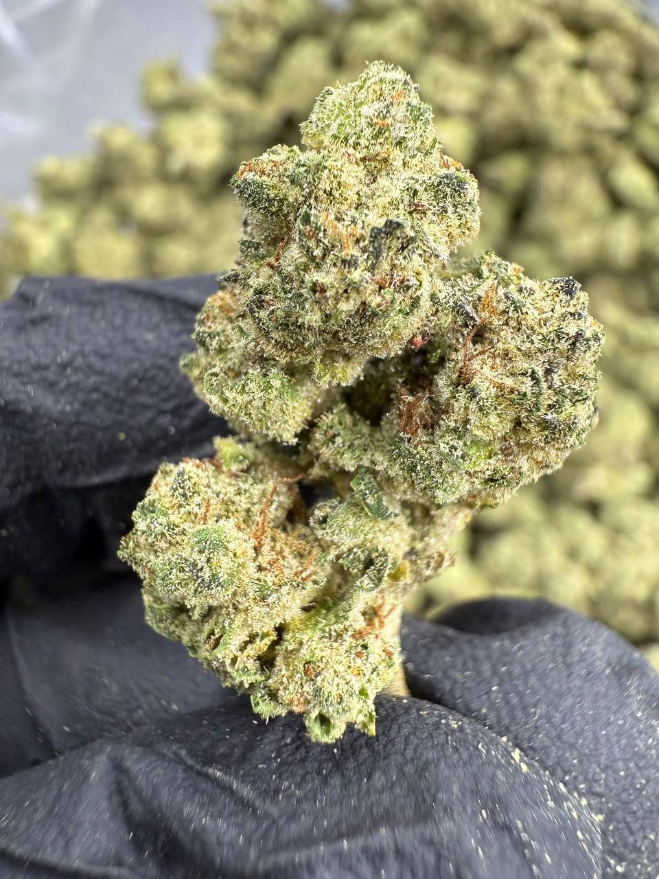 Cookies and Cream – Bulk THCA Flower (Indoor Pounds) 1 Cookies and Cream – Bulk THCA Flower (Indoor Pounds)