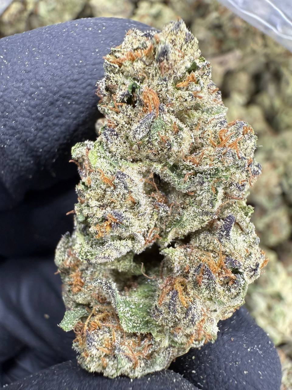 Cookies and Cream – Bulk THCA Flower (Sungrown Pounds) 1 Cookies and Cream – Bulk THCA Flower (Sungrown Pounds)