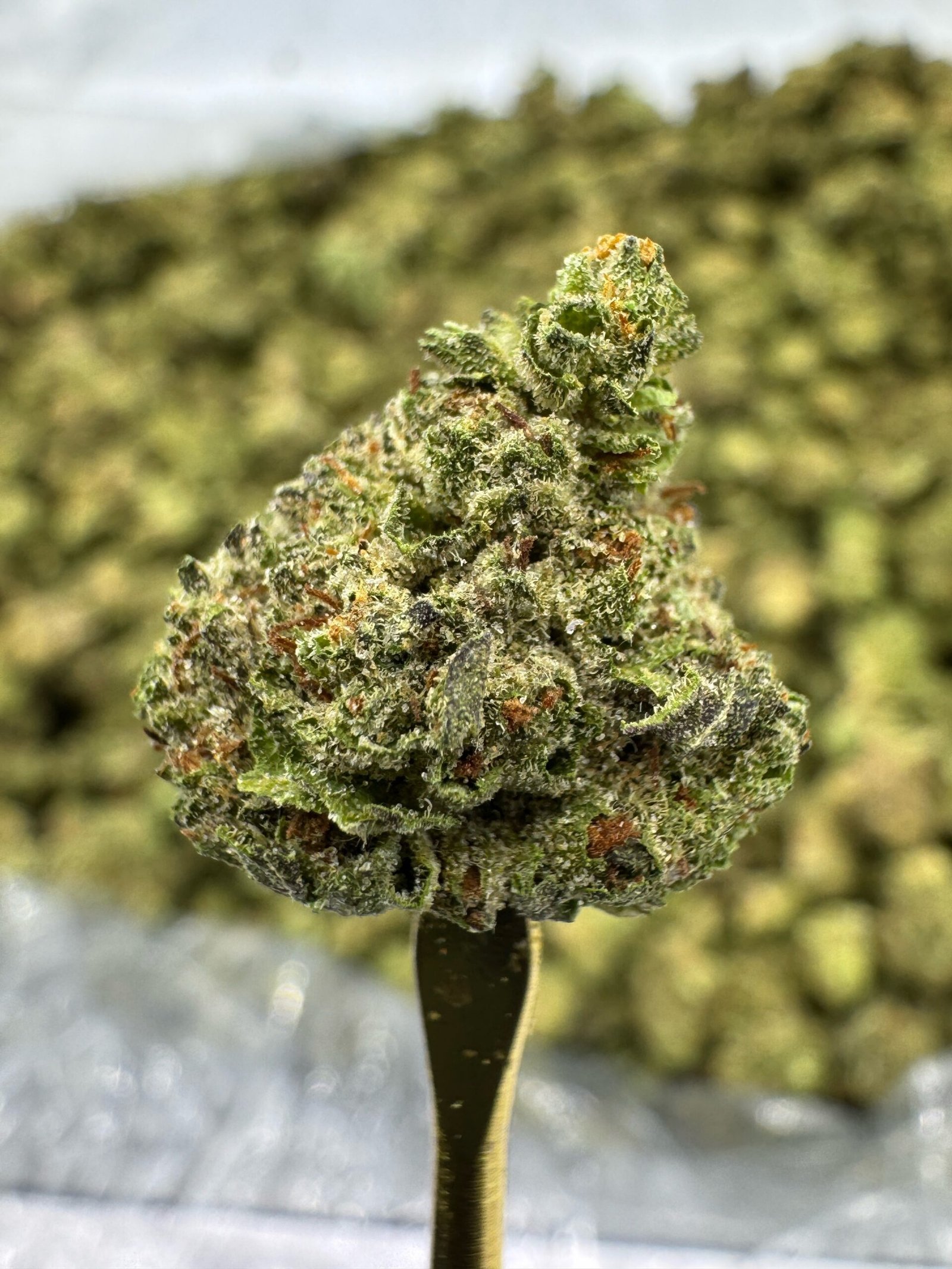 Donut Shop – Bulk THCA Flower (Greenhouse Pounds) 1 Donut Shop – Bulk THCA Flower (Greenhouse Pounds)