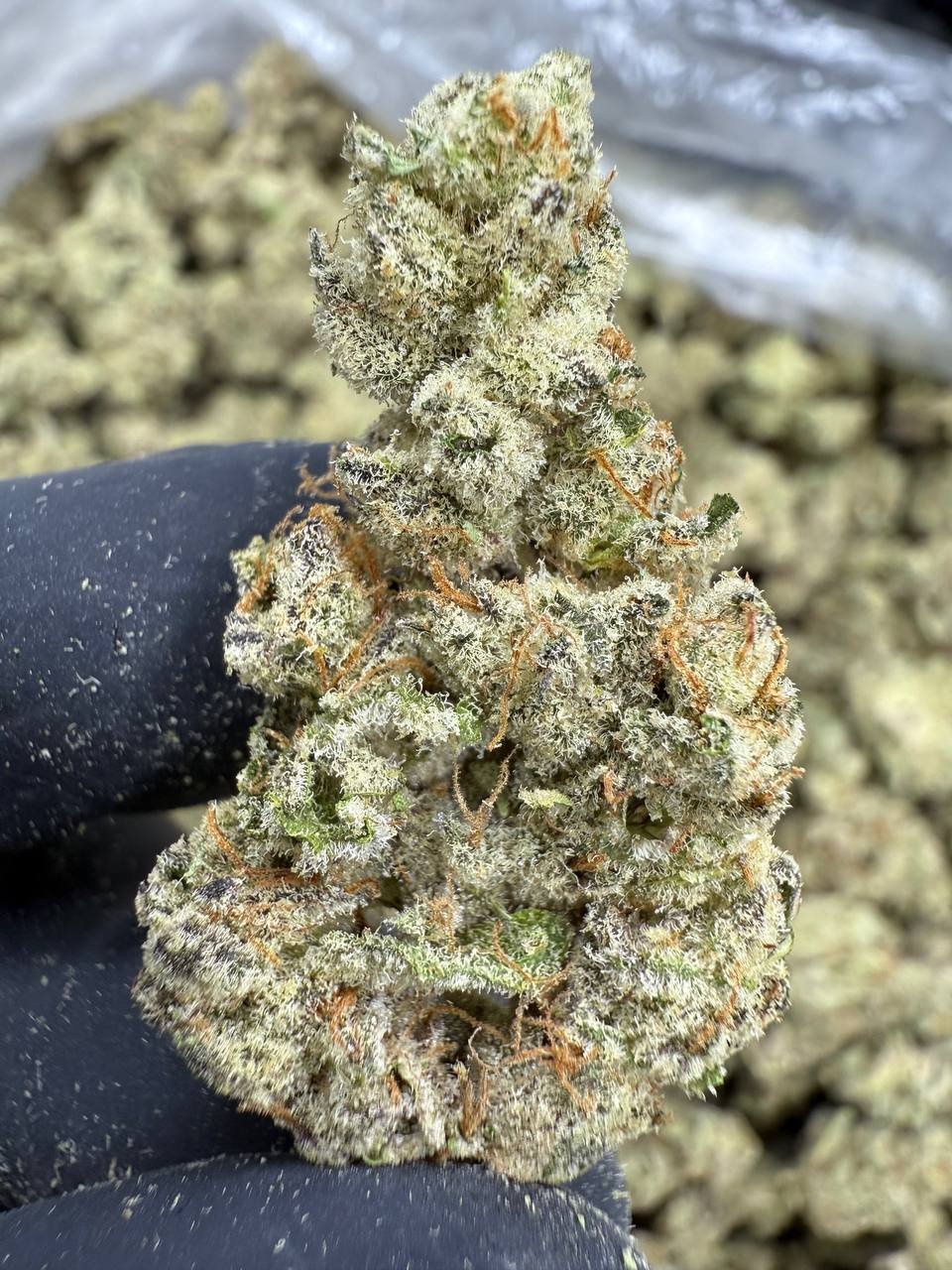 Funnel Cake – Bulk THCA Flower (Indoor Pounds) 1 Funnel Cake – Bulk THCA Flower (Indoor Pounds)