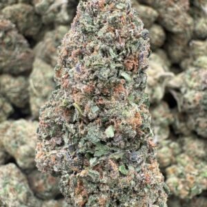 Gelato 41 – Bulk THCA Flower (Greenhouse Pounds)