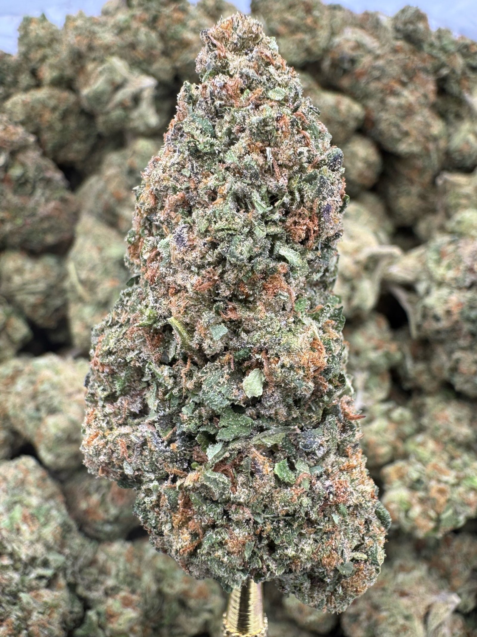 Gelato 41 – Bulk THCA Flower (Greenhouse Pounds) 1 Gelato 41 – Bulk THCA Flower (Greenhouse Pounds)