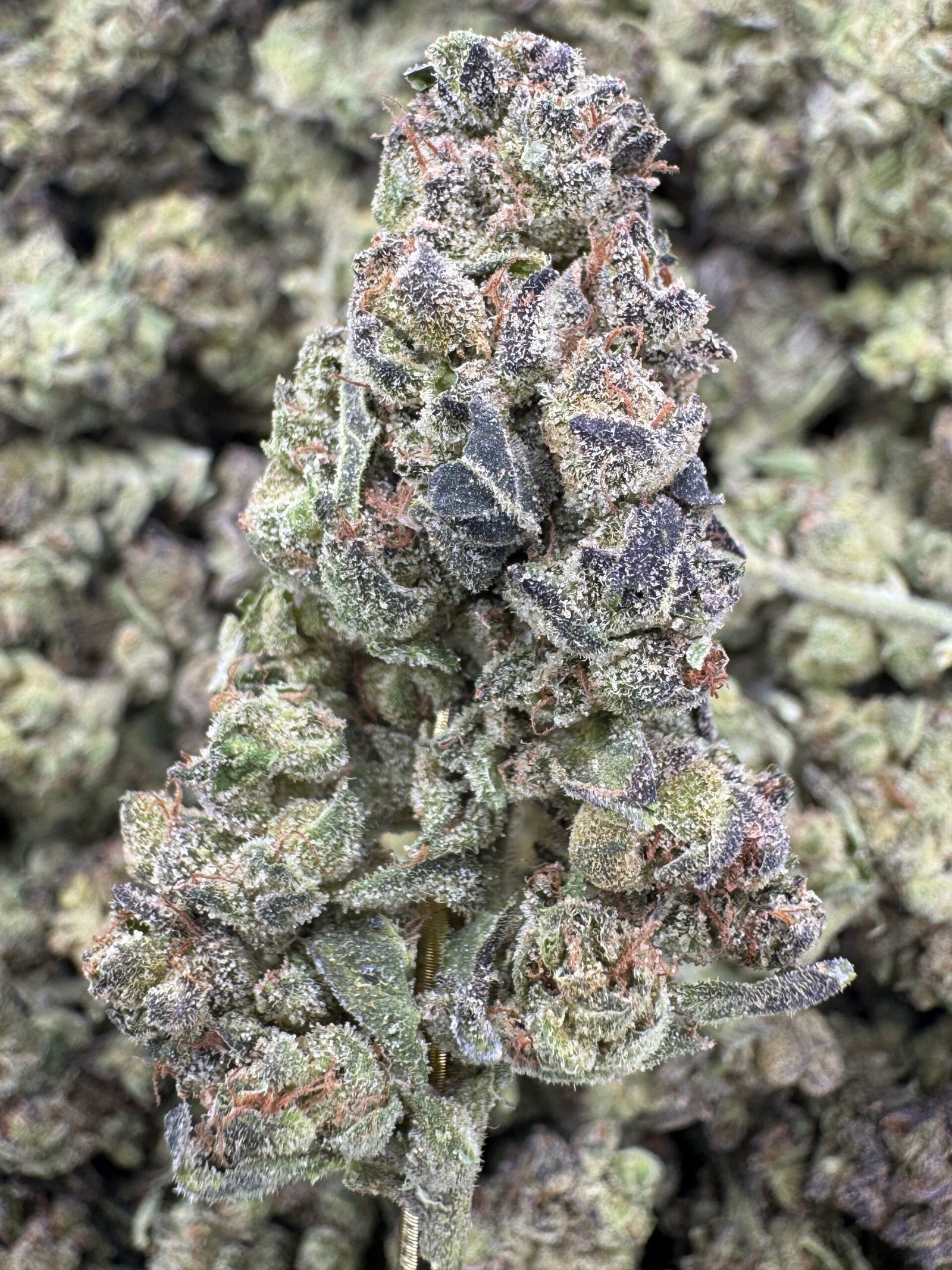 GMO – Bulk THCA Flower (Greenhouse Pounds) 1 GMO – Bulk THCA Flower (Greenhouse Pounds)