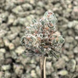 Garlic Mintz – Bulk THCA Flower (Greenhouse Pounds)