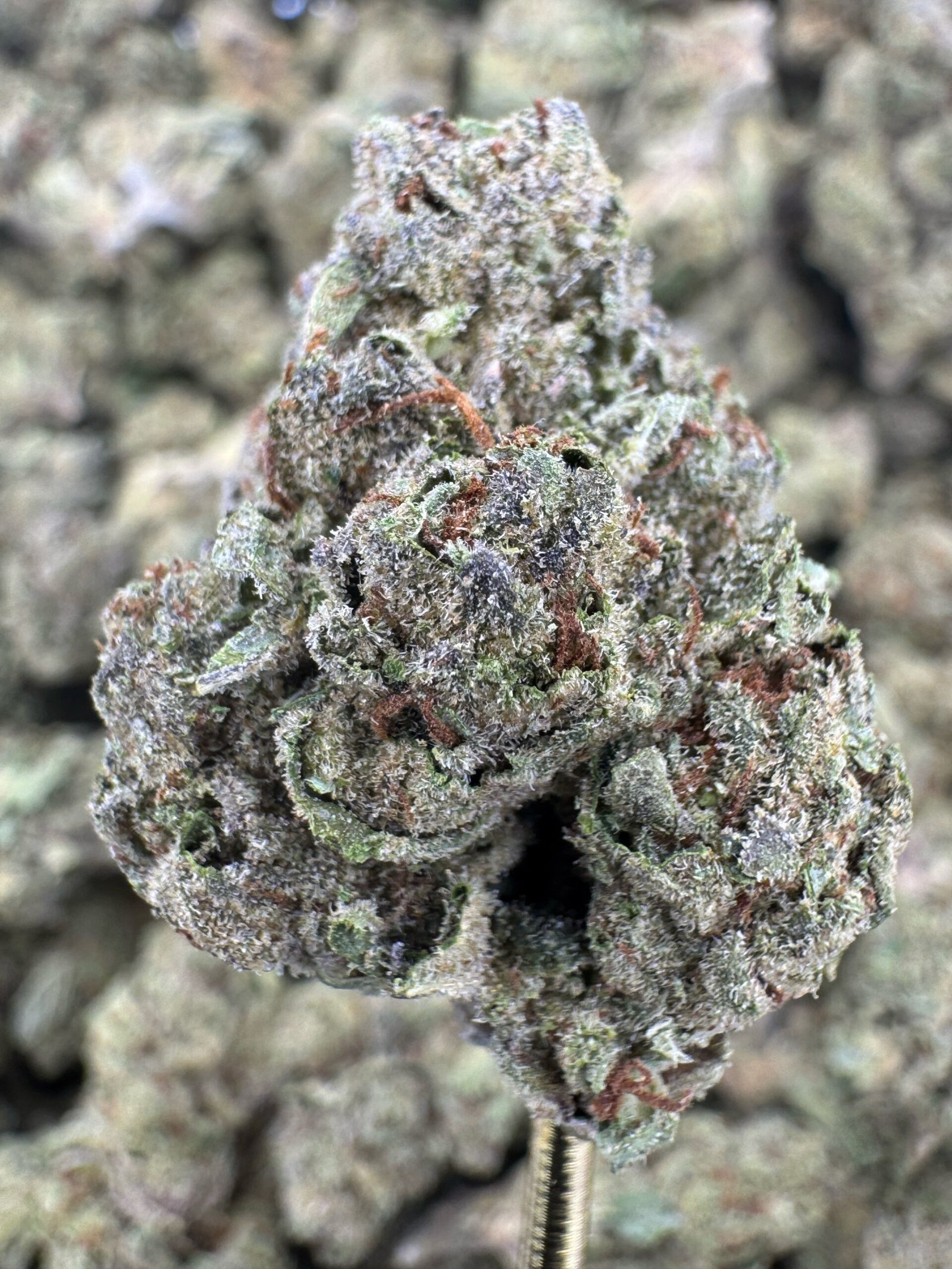 Gas Face – Bulk THCA Flower (Sungrown Pounds) 1 Gas Face – Bulk THCA Flower (Sungrown Pounds)
