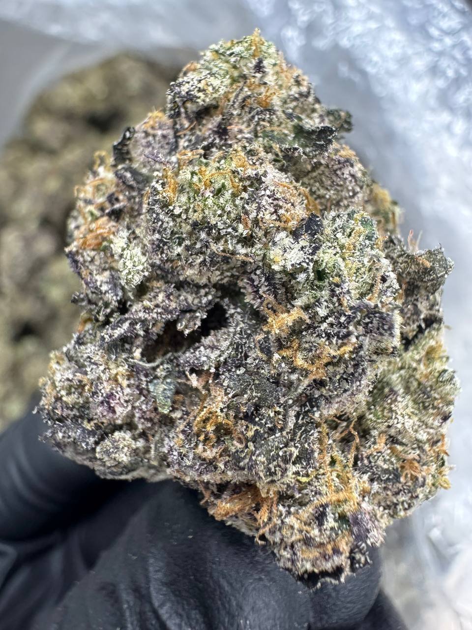 Gelato 33 – Bulk THCA Flower (Indoor Pounds) 1 Gelato 33 – Bulk THCA Flower (Indoor Pounds)