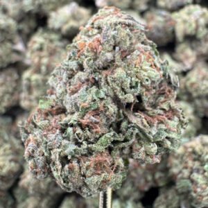 Gelato 41 – Bulk THCA Flower (Sungrown Pounds)