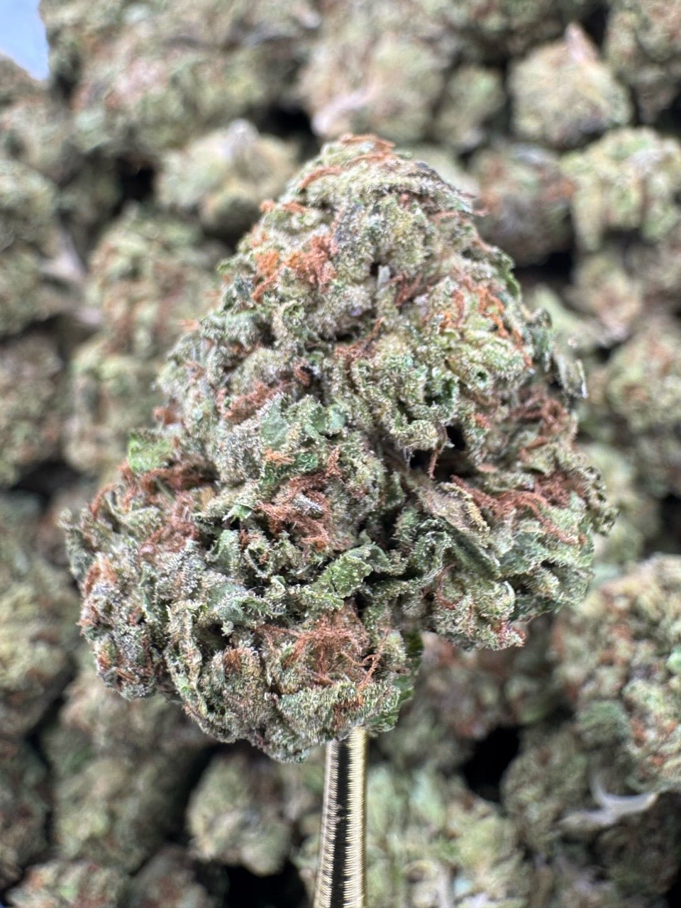 Gelato 41 – Bulk THCA Flower (Sungrown Pounds) 1 Gelato 41 – Bulk THCA Flower (Sungrown Pounds)