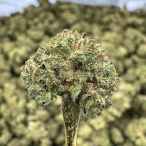 Gelato Cake – Bulk THCA Flower (Greenhouse Pounds)