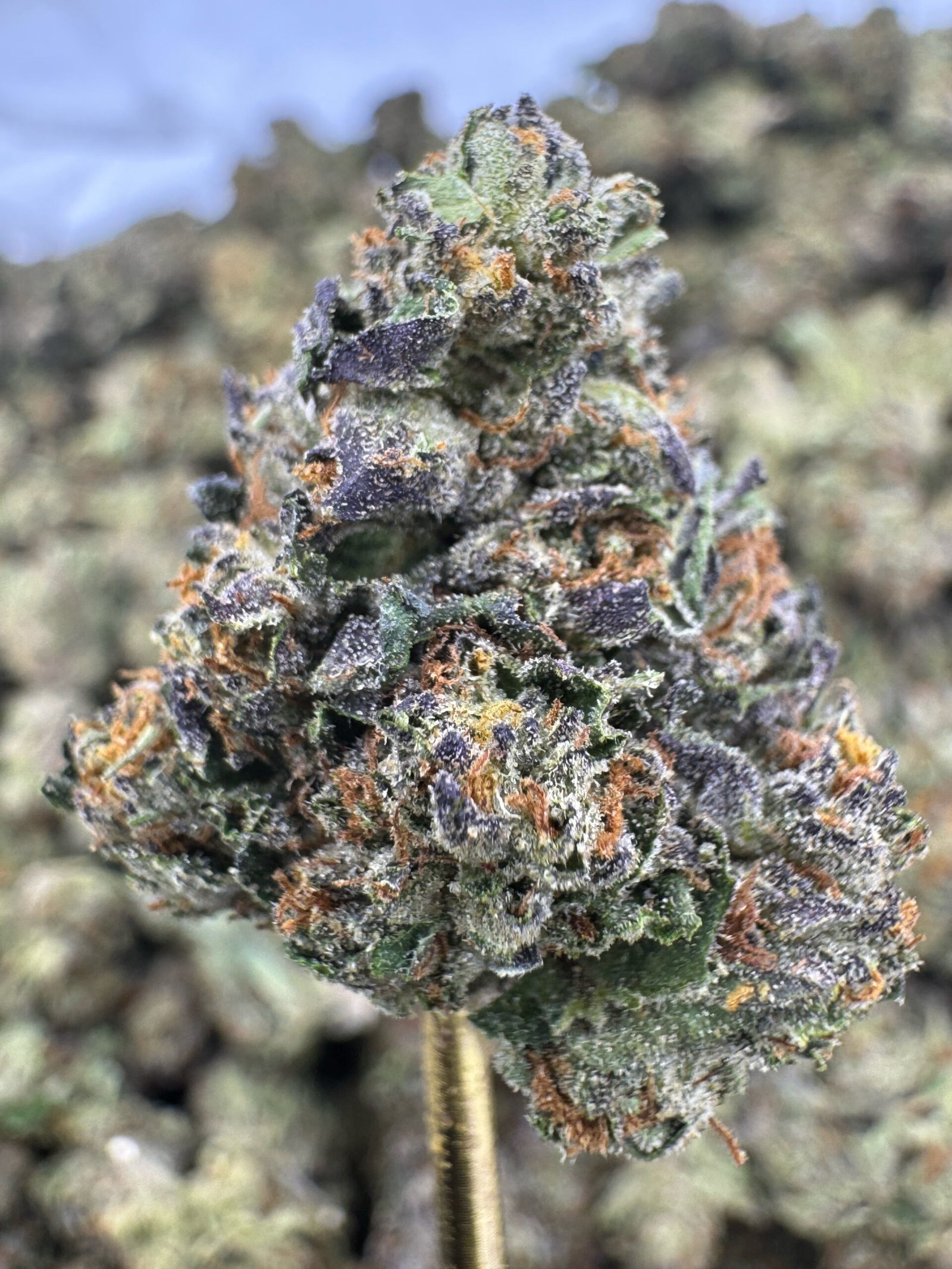 Gelatti Cake – Bulk THCA Flower (Greenhouse Pounds) 1 Gelatti Cake – Bulk THCA Flower (Greenhouse Pounds)