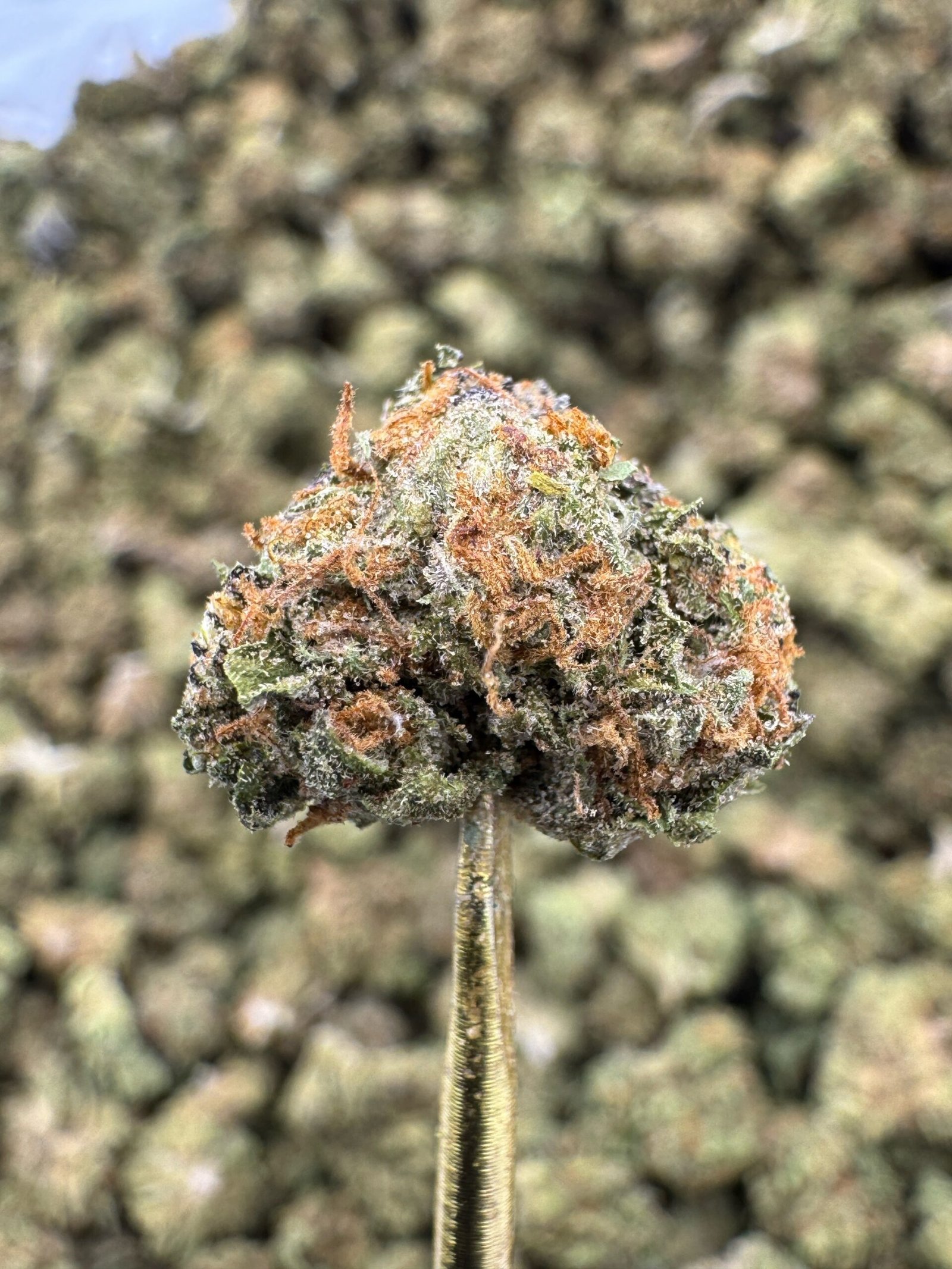 Gelonade – Bulk THCA Flower (Greenhouse Pounds) 2 Gelonade – Bulk THCA Flower (Greenhouse Pounds) - Image 2