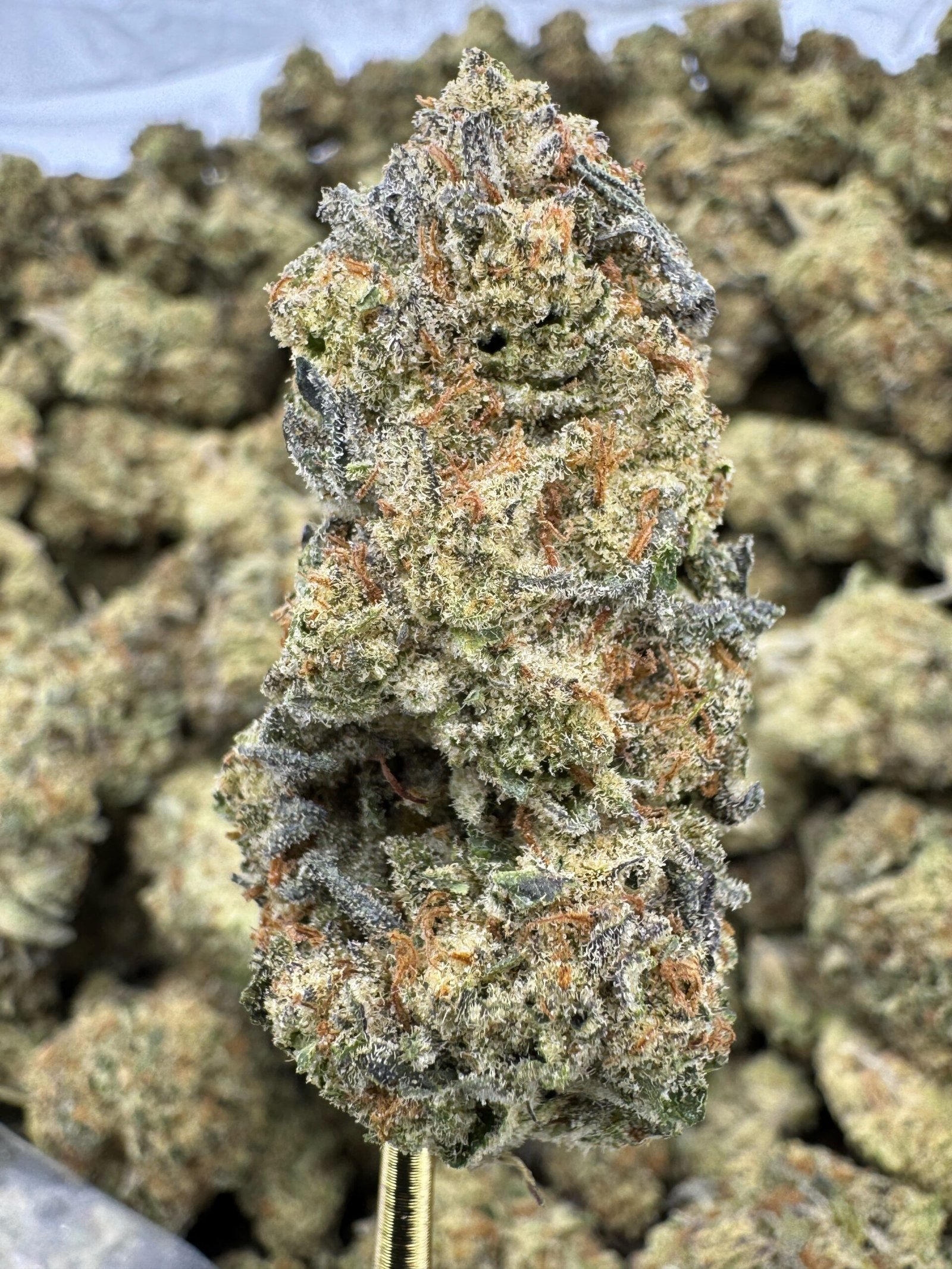 Gelonade – Bulk THCA Flower (Indoor Pounds) 1 Gelonade – Bulk THCA Flower (Indoor Pounds)