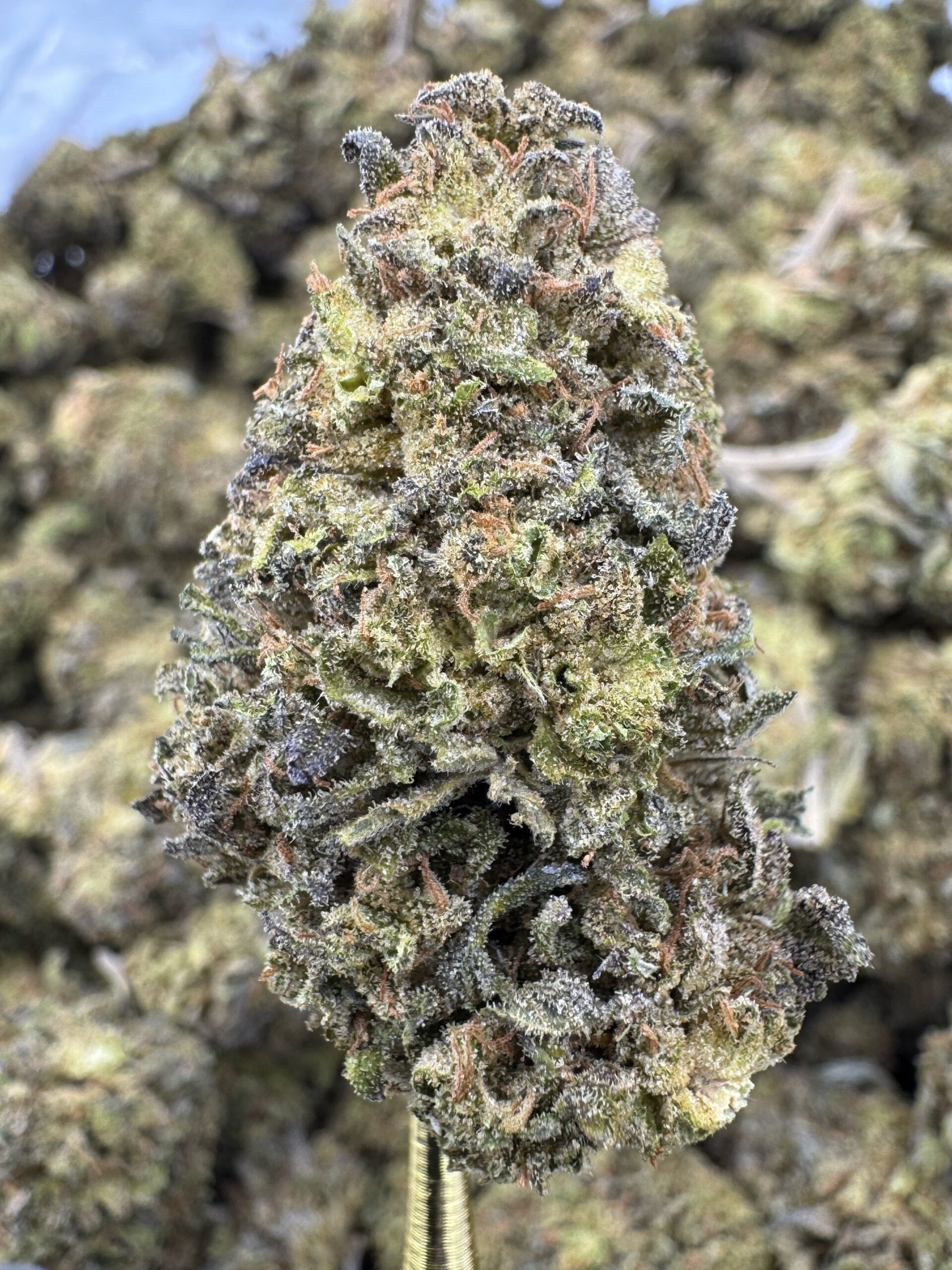 Georgia Pie – Bulk THCA Flower (Sungrown Pounds) 1 Georgia Pie – Bulk THCA Flower (Sungrown Pounds)
