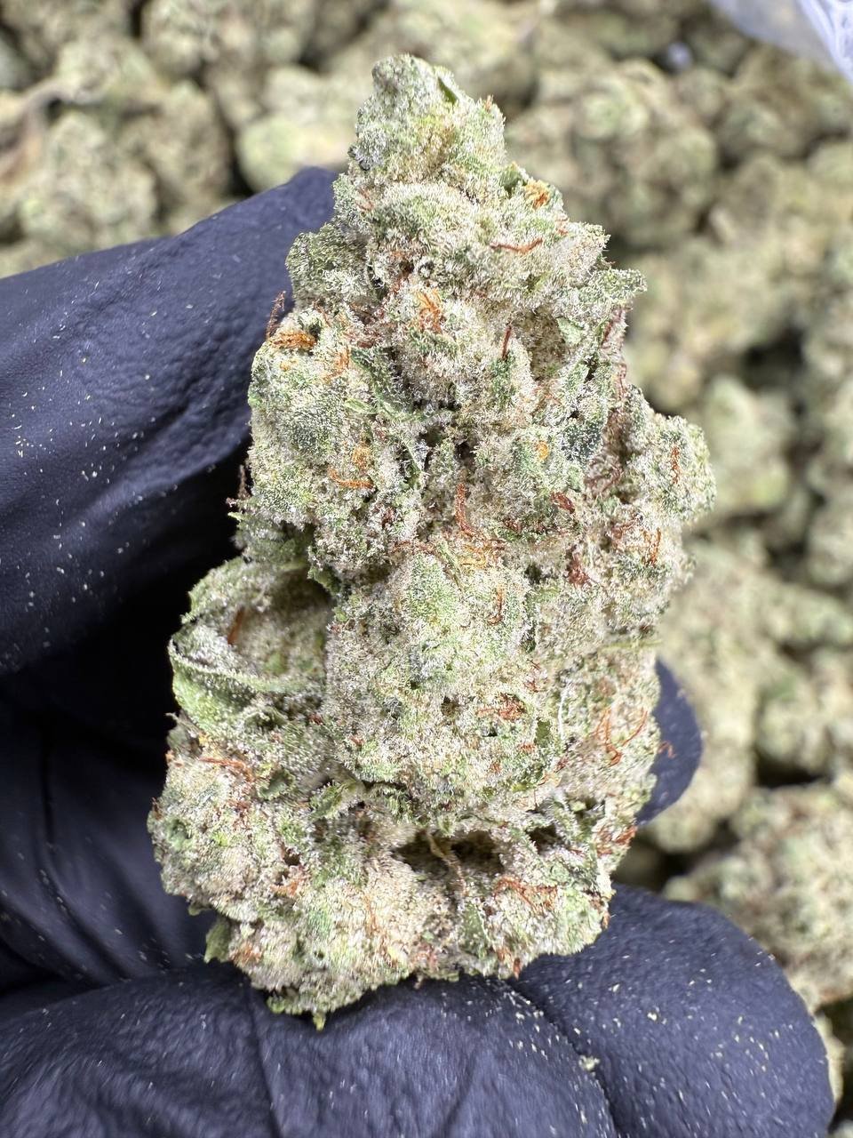 Gorilla Glue – Bulk THCA Flower (Indoor Pounds) 1 Gorilla Glue – Bulk THCA Flower (Indoor Pounds)