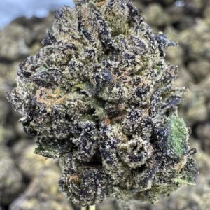 Grand Daddy Purple – Bulk THCA Flower (Indoor Pounds)