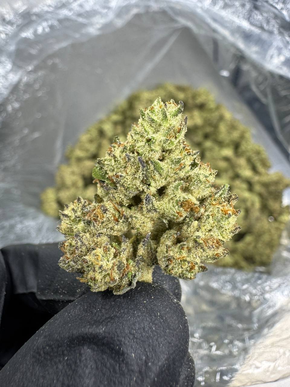 Guava Gas – Bulk THCA Flower (Greenhouse Pounds) 1 Guava Gas – Bulk THCA Flower (Greenhouse Pounds)