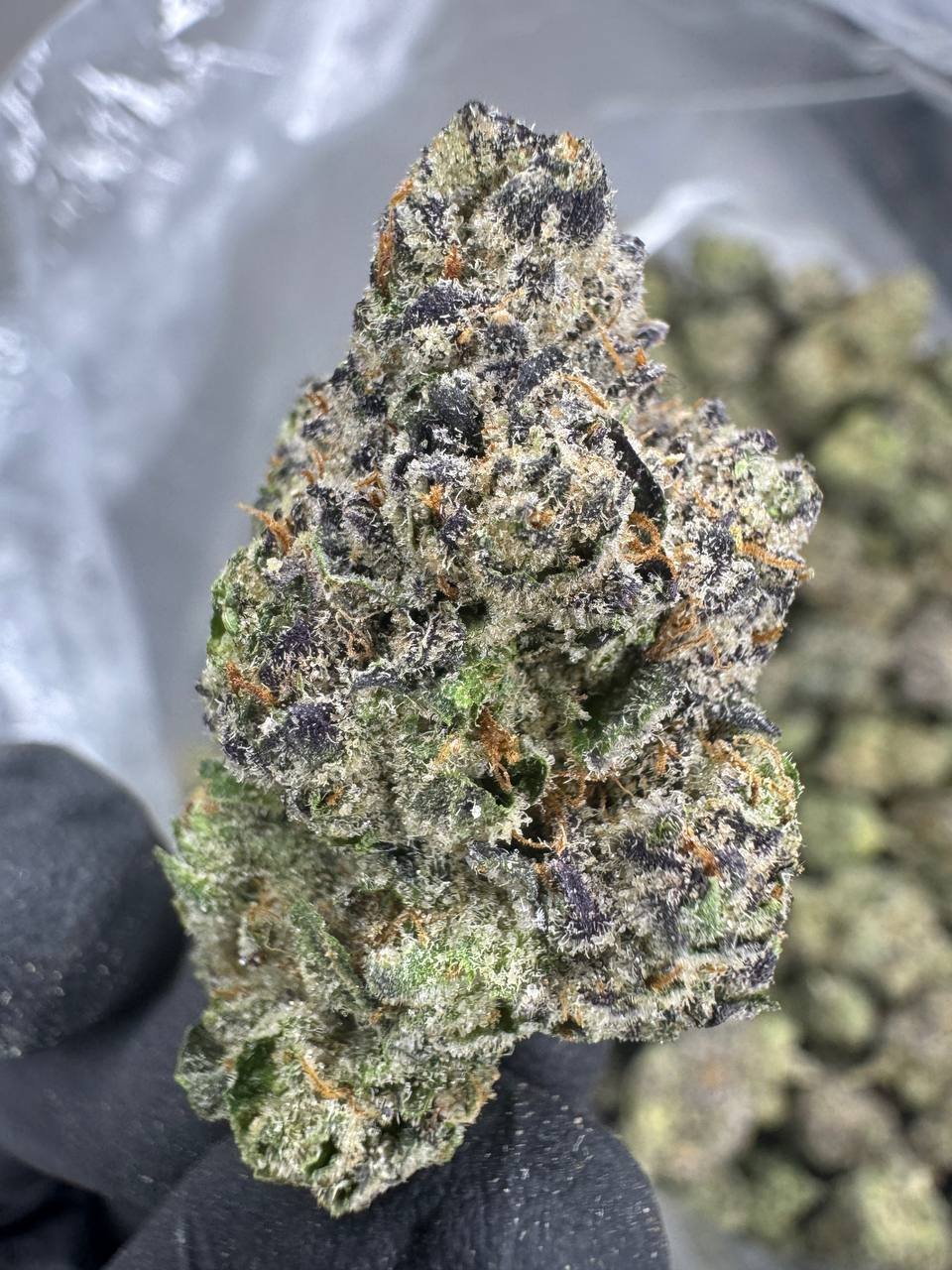 Gumbo – Bulk THCA Flower (Indoor Pounds) 1 Gumbo – Bulk THCA Flower (Indoor Pounds)