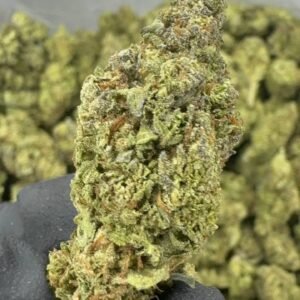 Gush Mintz – Bulk THCA Flower (Sungrown Pounds)