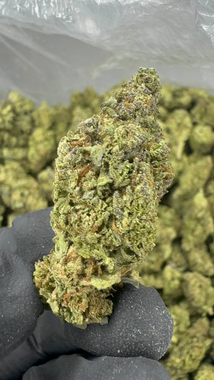 Gush Mintz – Bulk THCA Flower (Sungrown Pounds) 1 Gush Mintz – Bulk THCA Flower (Sungrown Pounds)